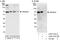 ADP-ribosylation factor-like protein 6-interacting protein 2 antibody, A303-332A, Bethyl Labs, Western Blot image 