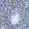 Signal Recognition Particle 19 antibody, FNab08230, FineTest, Immunohistochemistry frozen image 