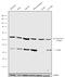 Solute Carrier Family 7 Member 11 antibody, 711589, Invitrogen Antibodies, Western Blot image 