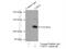 Ubiquitin Specific Peptidase 11 antibody, 10244-1-AP, Proteintech Group, Immunoprecipitation image 