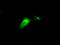 Lipase G, Endothelial Type antibody, TA501083, Origene, Immunofluorescence image 