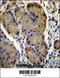 WD Repeat Domain 86 antibody, 56-479, ProSci, Immunohistochemistry frozen image 