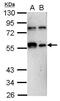 Kruppel Like Factor 12 antibody, PA5-28908, Invitrogen Antibodies, Western Blot image 