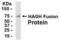 Hydroxyacylglutathione Hydrolase antibody, XW-7892, ProSci, Western Blot image 