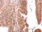 SMAD Family Member 3 antibody, GTX108638, GeneTex, Immunohistochemistry paraffin image 