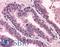 DNA Polymerase Kappa antibody, LS-B405, Lifespan Biosciences, Immunohistochemistry frozen image 