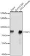 Yes Associated Protein 1 antibody, GTX35195, GeneTex, Immunoprecipitation image 