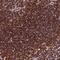 Aladin WD Repeat Nucleoporin antibody, NBP1-89424, Novus Biologicals, Immunohistochemistry paraffin image 
