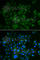 BMP And Activin Membrane Bound Inhibitor antibody, A6532, ABclonal Technology, Immunofluorescence image 