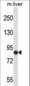 NIMA Related Kinase 5 antibody, LS-C164497, Lifespan Biosciences, Western Blot image 