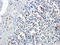 Growth Arrest And DNA Damage Inducible Alpha antibody, orb378069, Biorbyt, Immunohistochemistry paraffin image 