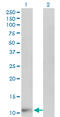 Fatty Acid Binding Protein 6 antibody, LS-C197187, Lifespan Biosciences, Western Blot image 