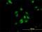 Peptidylprolyl Isomerase E antibody, H00010450-M02, Novus Biologicals, Immunofluorescence image 