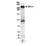BRCA1 DNA Repair Associated antibody, NB100-199, Novus Biologicals, Western Blot image 
