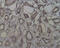 Nucleolar Protein 4 antibody, MBS395400, MyBioSource, Immunohistochemistry paraffin image 