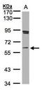 Polycomb protein SCMH1 antibody, TA308122, Origene, Western Blot image 