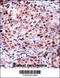 hRap1 antibody, 57-442, ProSci, Immunohistochemistry frozen image 