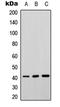 Septin 3 antibody, LS-C358890, Lifespan Biosciences, Western Blot image 