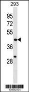 Egl-9 Family Hypoxia Inducible Factor 1 antibody, 60-009, ProSci, Western Blot image 