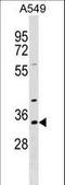 RNA Binding Motif Protein 11 antibody, LS-C158822, Lifespan Biosciences, Western Blot image 