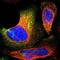 Selectin P antibody, NBP1-85745, Novus Biologicals, Immunofluorescence image 