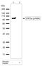 Signal Transducer And Activator Of Transcription 5A antibody, 710094, Invitrogen Antibodies, Western Blot image 