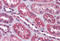 Short transient receptor potential channel 4 antibody, MBS243706, MyBioSource, Immunohistochemistry frozen image 