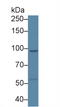 USP6 N-Terminal Like antibody, MBS2026989, MyBioSource, Western Blot image 