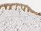 Interleukin 1 Receptor Antagonist antibody, GTX02003, GeneTex, Immunohistochemistry paraffin image 