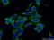Ribosomal Protein L19 antibody, 14701-1-AP, Proteintech Group, Immunofluorescence image 