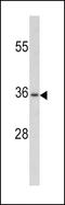 Paired Box 4 antibody, LS-C163389, Lifespan Biosciences, Western Blot image 