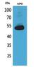 Annexin A7 antibody, PA5-51109, Invitrogen Antibodies, Western Blot image 