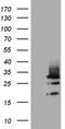 DIRAS Family GTPase 2 antibody, CF809398, Origene, Western Blot image 