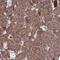 Cytosolic Fe-S cluster assembly factor NUBP1 antibody, HPA041799, Atlas Antibodies, Immunohistochemistry frozen image 