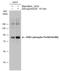 Ribosomal Protein S6 Kinase A2 antibody, GTX133613, GeneTex, Western Blot image 