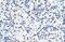 IKAROS Family Zinc Finger 3 antibody, PA5-41542, Invitrogen Antibodies, Immunohistochemistry frozen image 