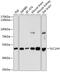 Solute Carrier Family 1 Member 4 antibody, 14-469, ProSci, Western Blot image 