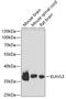 ELAV-like protein 3 antibody, 22-005, ProSci, Western Blot image 