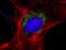 Goat IgG antibody, A27017, Invitrogen Antibodies, Immunofluorescence image 