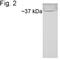 Peptidylprolyl Isomerase A antibody, PA1-028, Invitrogen Antibodies, Western Blot image 