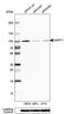 G1 To S Phase Transition 1 antibody, PA5-62621, Invitrogen Antibodies, Western Blot image 