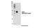 CD38 Molecule antibody, 14637S, Cell Signaling Technology, Western Blot image 