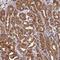 HAUS Augmin Like Complex Subunit 2 antibody, NBP1-89895, Novus Biologicals, Immunohistochemistry paraffin image 
