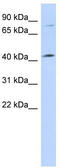 Lymphocyte Expansion Molecule antibody, TA338884, Origene, Western Blot image 