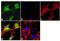 Notch Receptor 2 antibody, 711012, Invitrogen Antibodies, Immunofluorescence image 