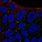 Eva1 antibody, NBP2-31836, Novus Biologicals, Immunofluorescence image 