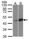 Branched Chain Keto Acid Dehydrogenase Kinase antibody, PA5-28050, Invitrogen Antibodies, Western Blot image 