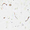 Multidrug resistance protein 1 antibody, 15-715, ProSci, Immunohistochemistry frozen image 
