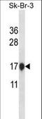 Cystatin B antibody, LS-C167109, Lifespan Biosciences, Western Blot image 