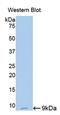 Resistin antibody, LS-C722560, Lifespan Biosciences, Western Blot image 